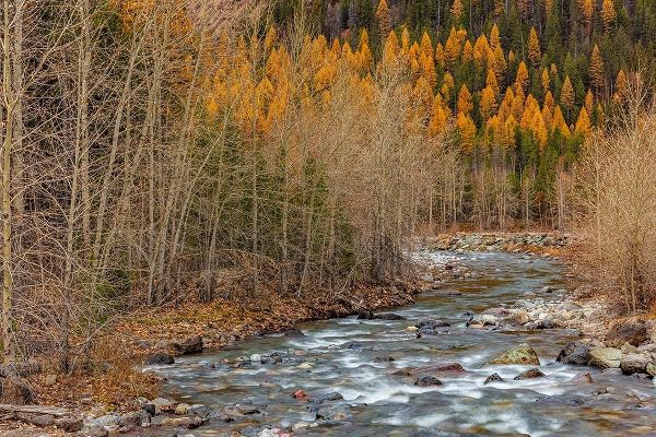 Bear Creek in autumn in the Flathead National Forest-Montana-USA